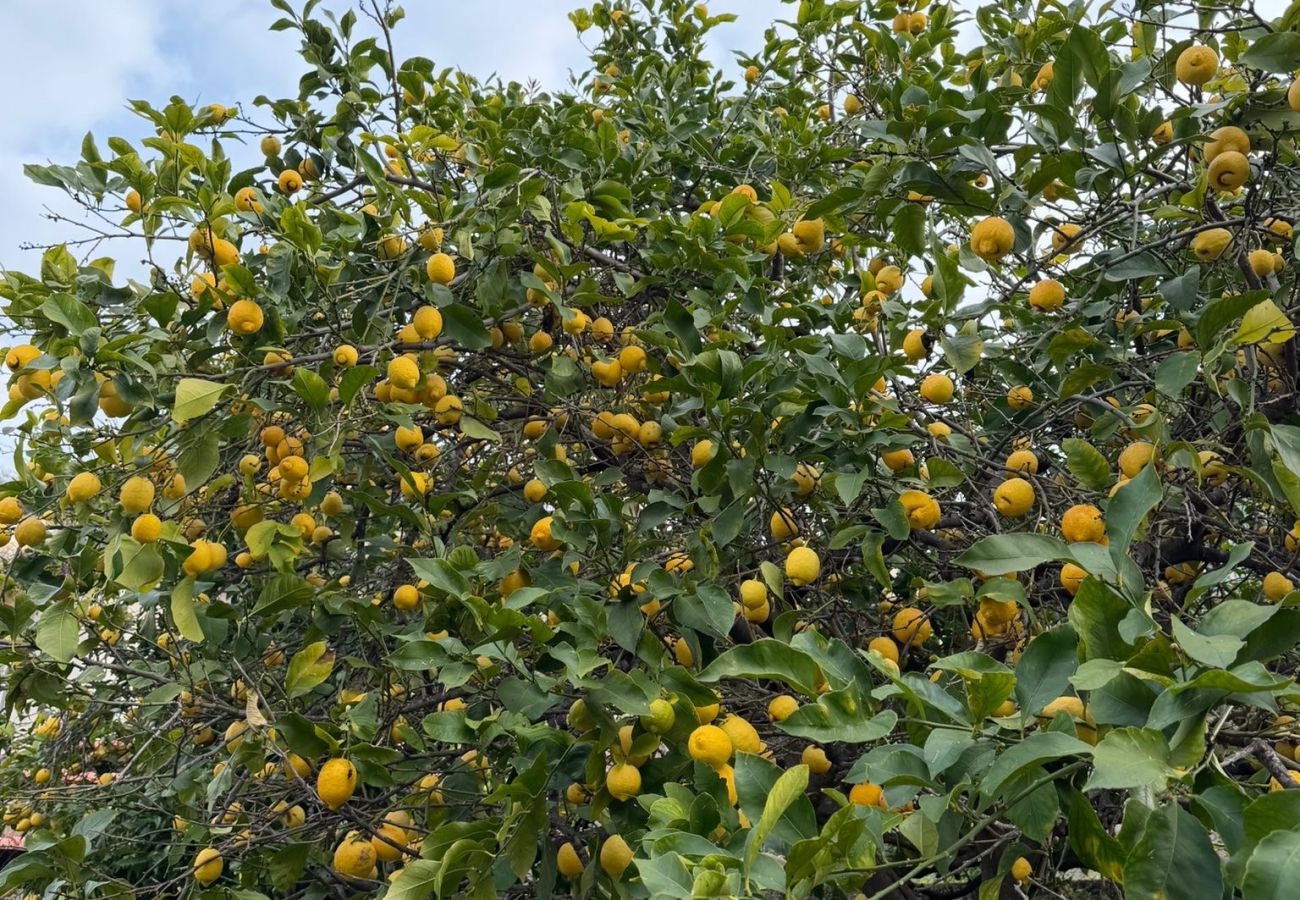 House in Menton - 135 - acacias 2