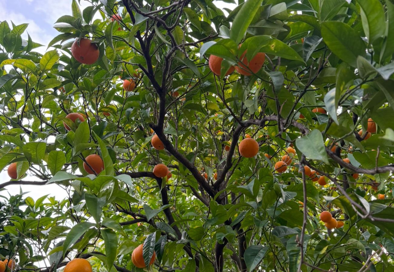 Maison à Menton - 135 - acacias 2