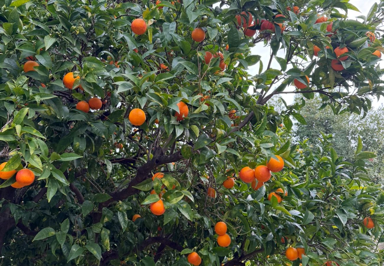 Maison à Menton - 135 - acacias 2